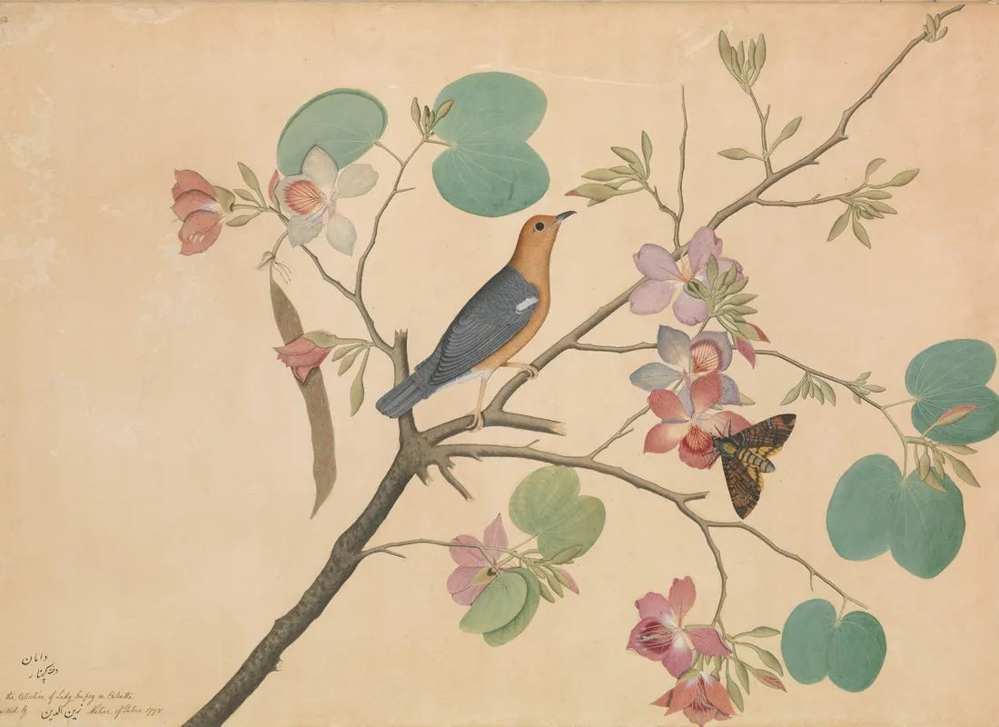 A painting of an orange-headed thrush perched on a flowering orchid branch, with a moth on a lower stem, drawn in close botanical detail on a pale ground.